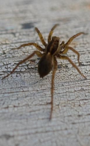 Pardosa sp.